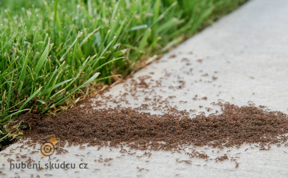mravenci v zahradě
